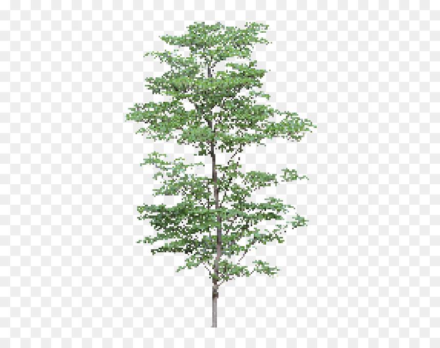Free Tree Png, Transparent Png - free tree png