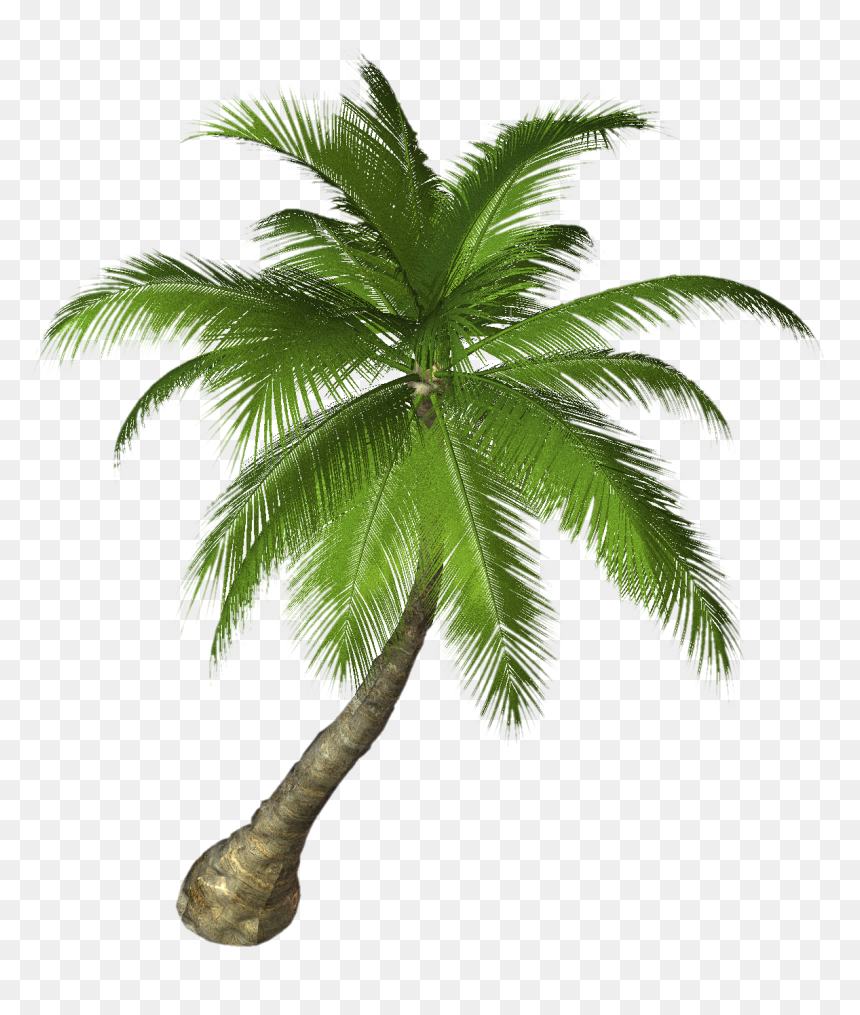 Palm Tree Png Free Images - Aesthetic Portfolio Websites, Transparent Png - free tree png