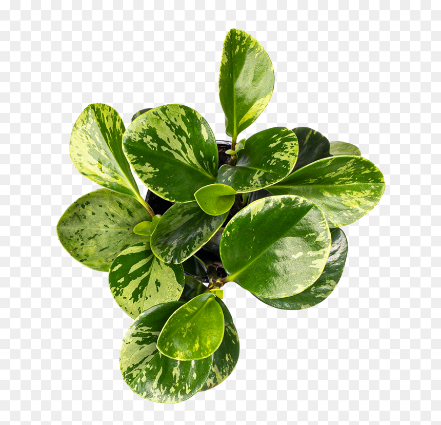 Peperomia Care - Peperomia Marble, HD Png Download - trees from above png