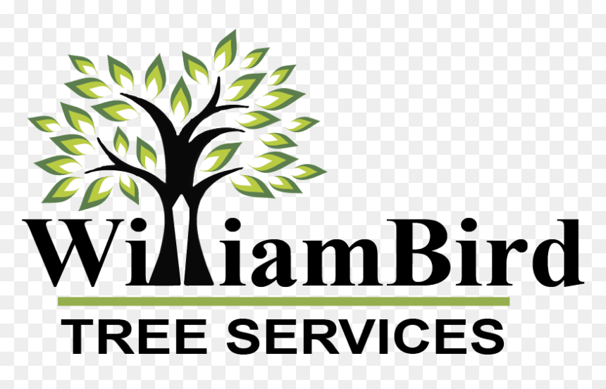 Wireless Brain Sensors 2019, HD Png Download - trees from above png