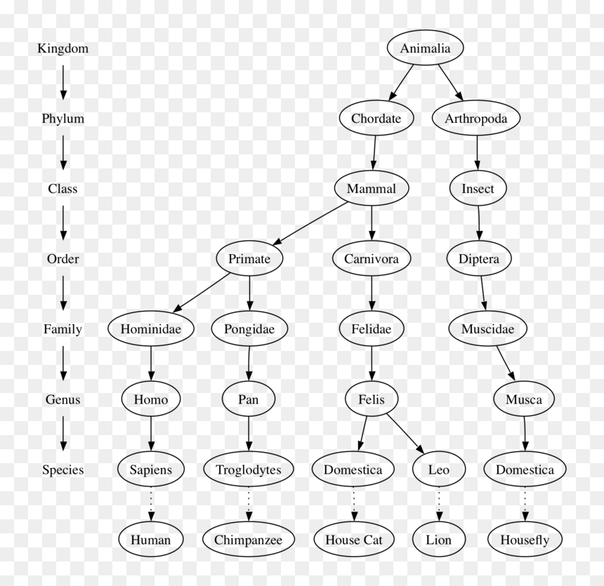 Image - Ejemplos De Arboles Estructura De Datos, HD Png Download - trees from above png