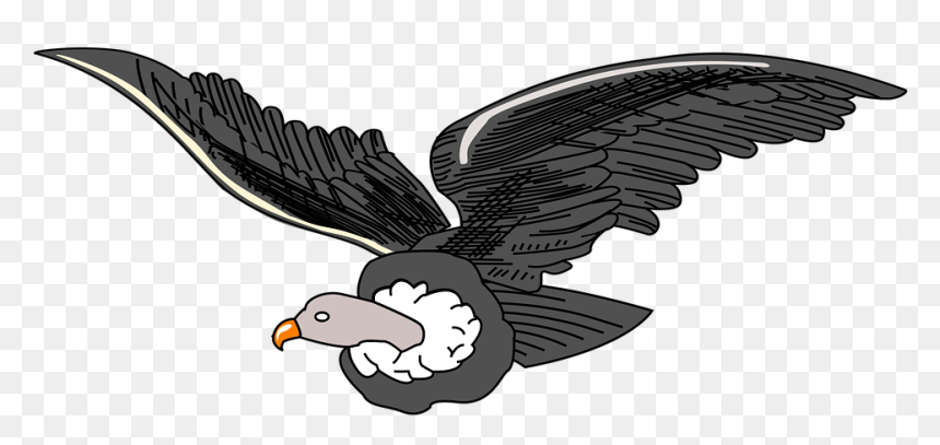 Thumb Image - Andean Condor Clipart, HD Png Download - condor png