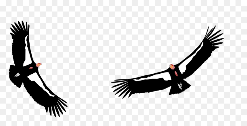 Condor Png , Png Download - California Condor Png, Transparent Png - condor png