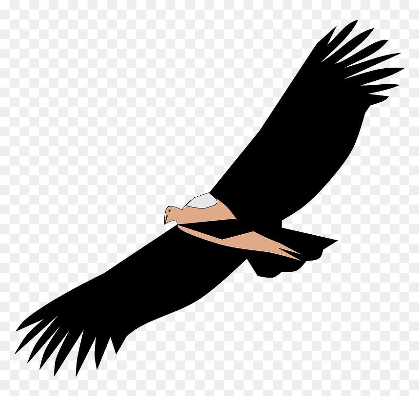 Flying Condor Clipart - Scavenger Png, Transparent Png - condor png