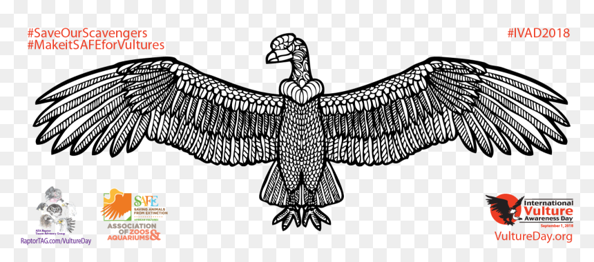 Condor Artwork By Kaitlyn Deisley - Save The Vultures Shirt, HD Png Download - condor png