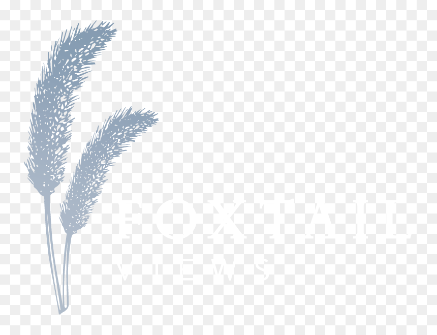 Foxtail Views - Phragmites, HD Png Download - fox tail png