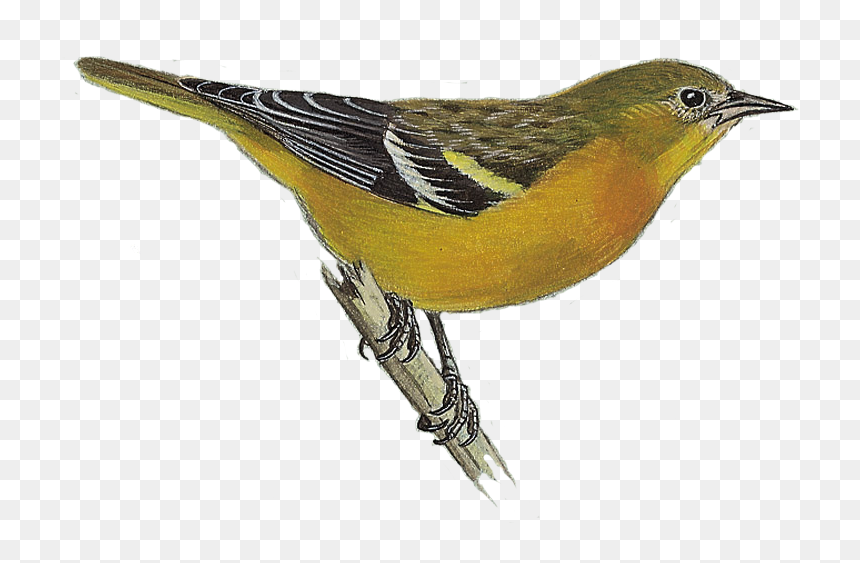 Baltimore Oriole - Eurasian Golden Oriole, HD Png Download - baltimore orioles png