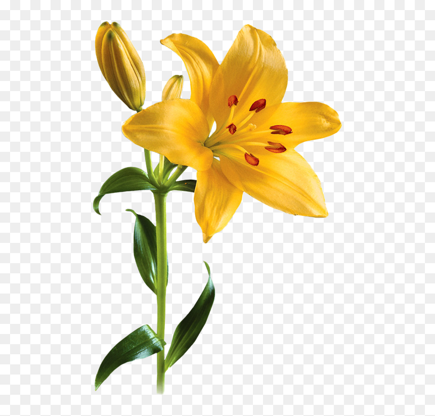Lilium Png Pic - Lily Transparent, Png Download - kawaii border png