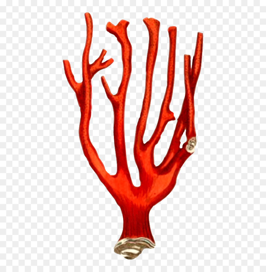 Coral - Coral Reef Design, HD Png Download - sea coral png