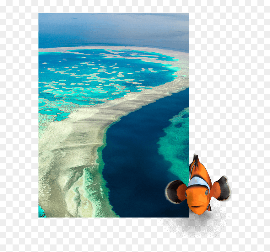 Barrier Reef, HD Png Download - sea coral png