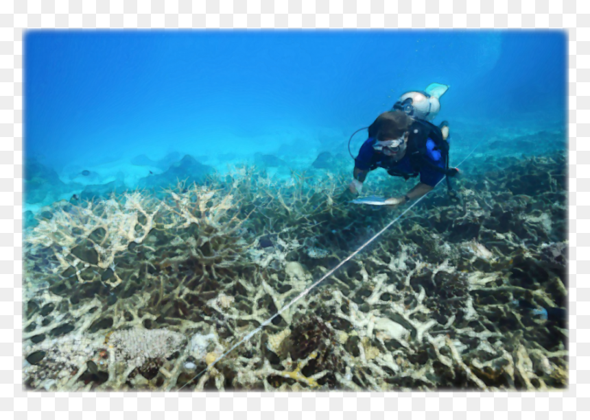 Coral Reef In Canada, HD Png Download - sea coral png