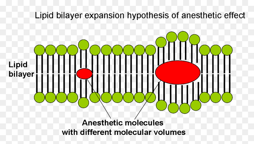 Lipid Bilayer Expansion Hypothesis Of Anesthetic Effect - Hypothesis, HD Png Download - hypothesis png