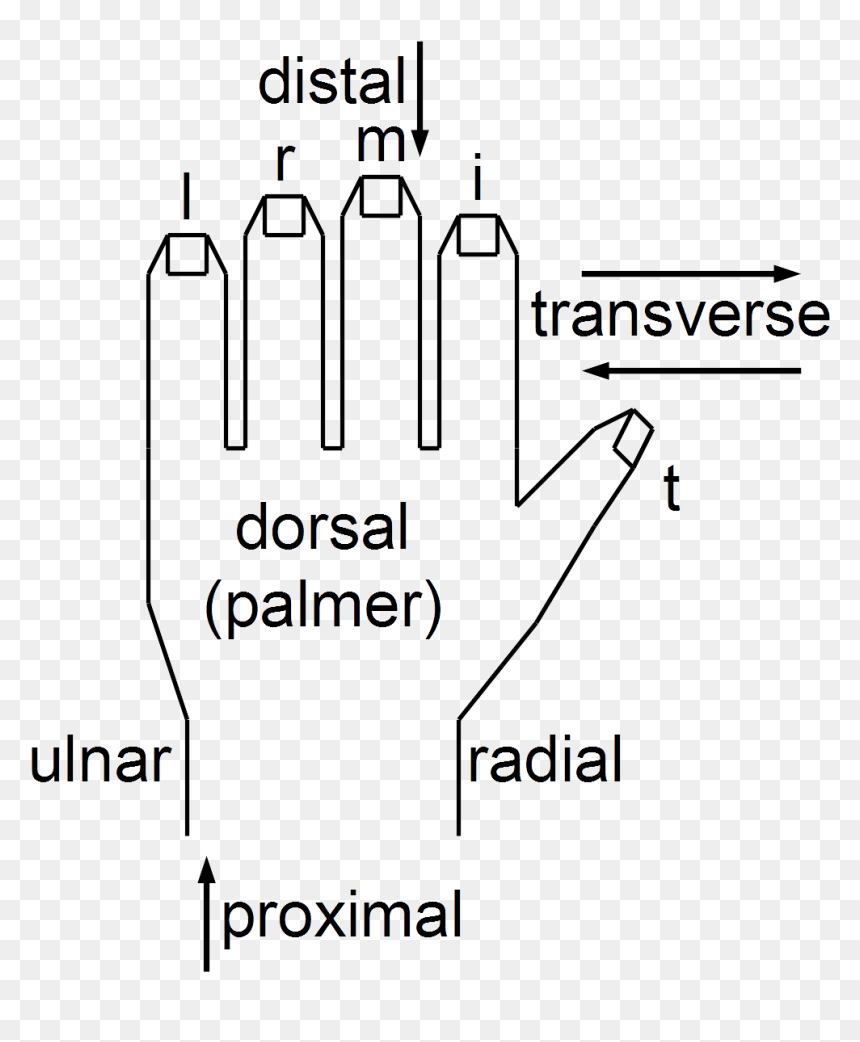 Anatomical String Figure Locations, Left Hand - Locations On The Hand, HD Png Download - white string png