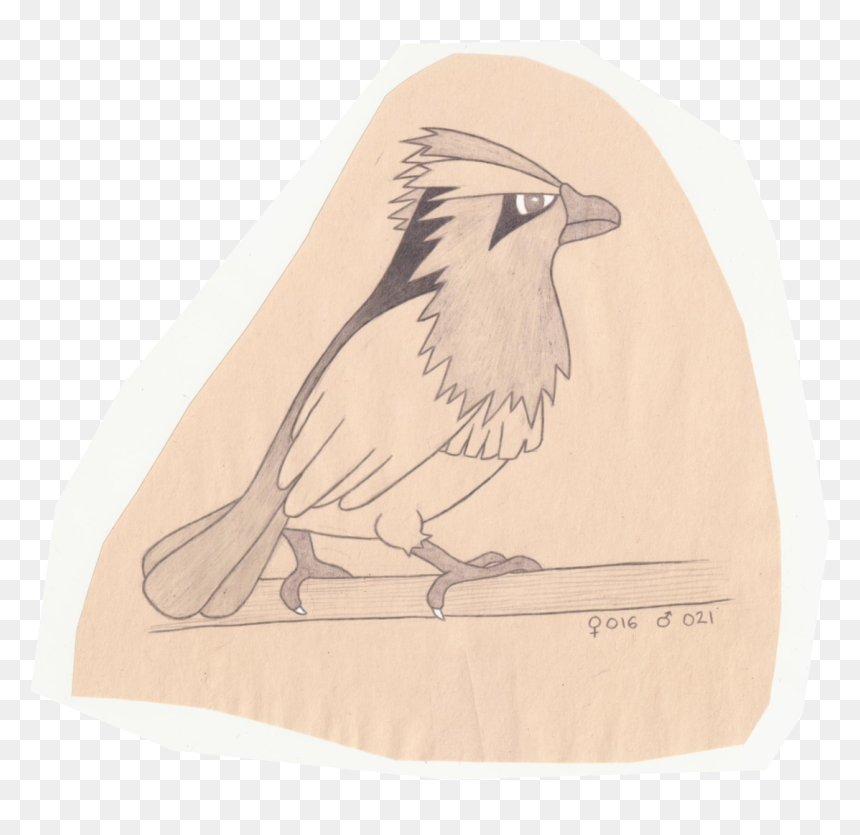Tiny Bird Pokemon - Pokemon Sketch, HD Png Download - spearow png