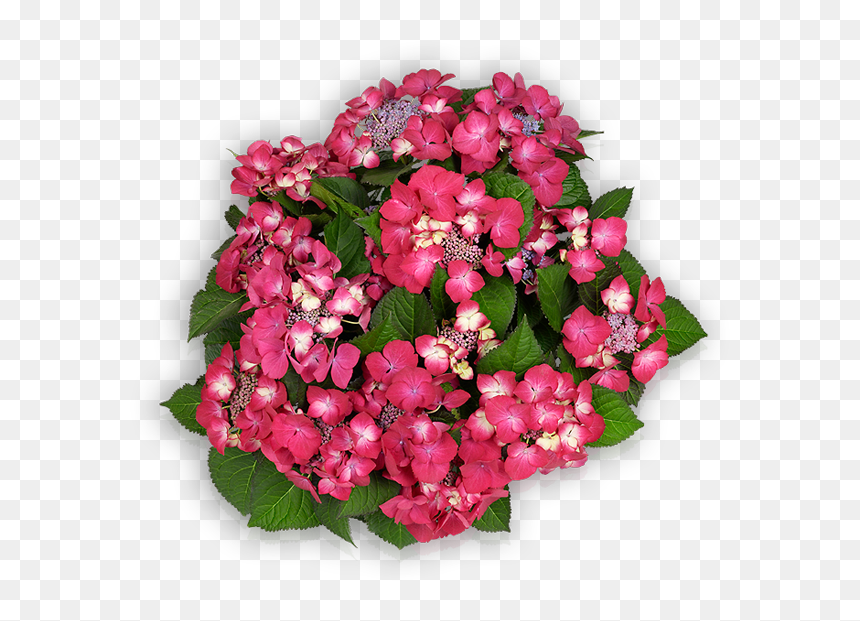 Floral Design, HD Png Download - dark angel png