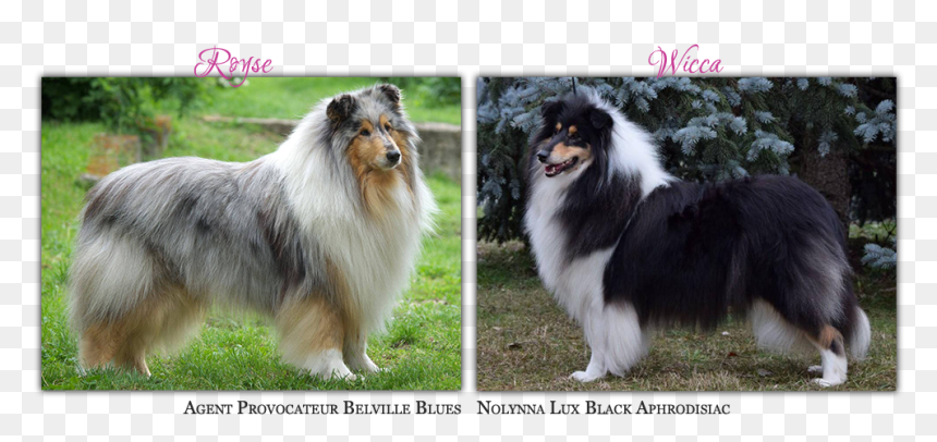 Rough Collie, HD Png Download - spearow png