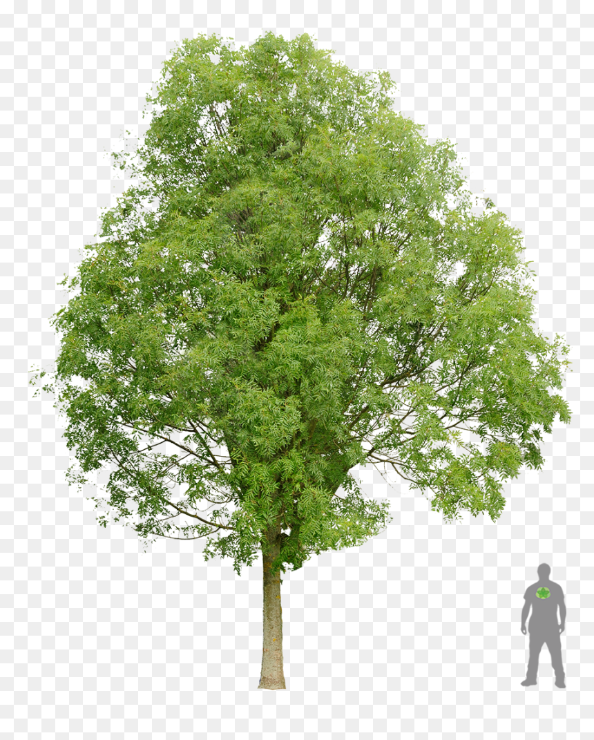 Frêne Commun Architecture Layout, Architecture Graphics, - Plane Tree White Background, HD Png Download - architecture tree png
