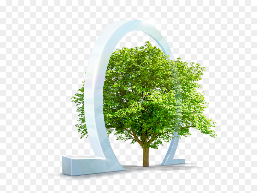Png Tree From Above, Transparent Png - architecture tree png