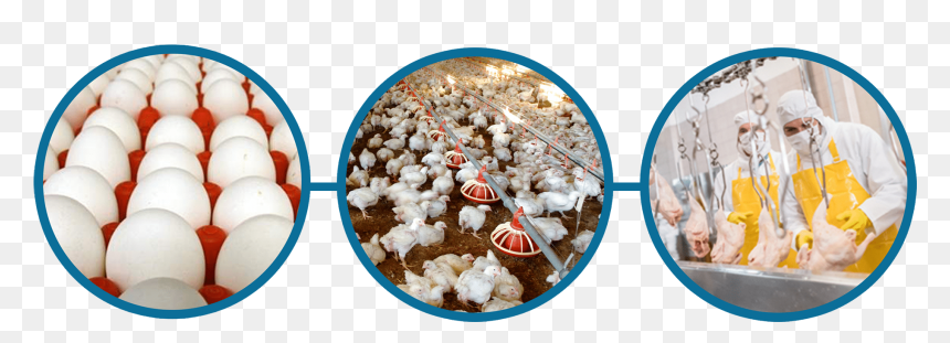 Rum Ball, HD Png Download - funnel cake png