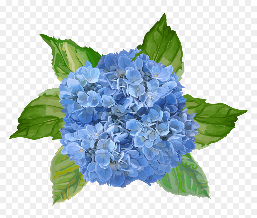 Vinilo Decorativo De Flores Azules - Hydrangea Serrata, HD Png Download - flores azules png