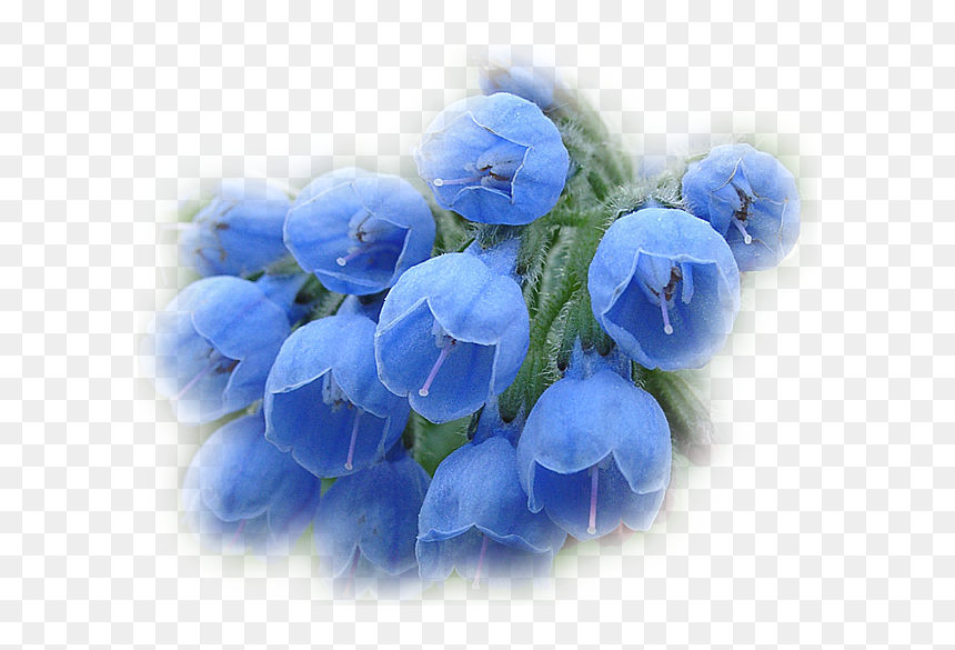 Tenor Flower, HD Png Download - flores azules png