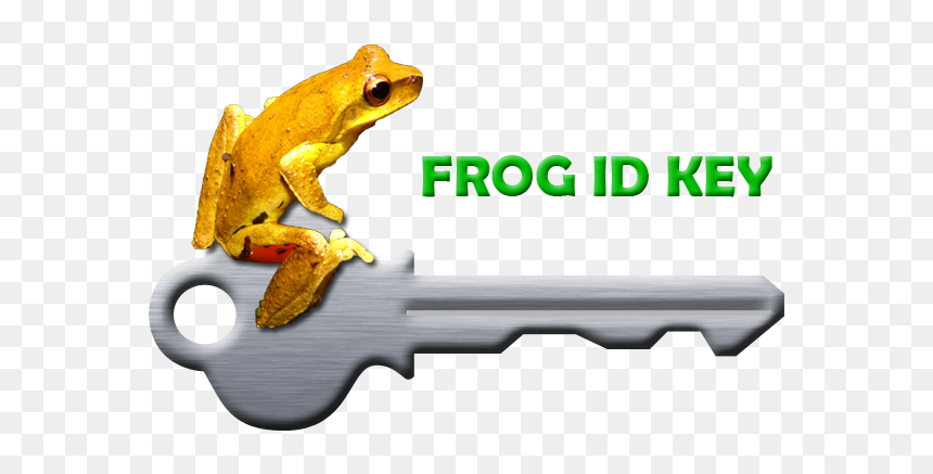 True Frog, HD Png Download - frogger png