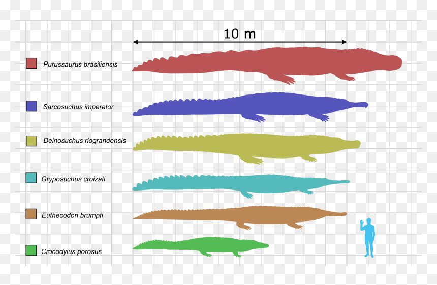 Large Crocodyliformes 2015 - Unterschied Krokodil Alligator Kaiman, HD Png Download - cody christian png