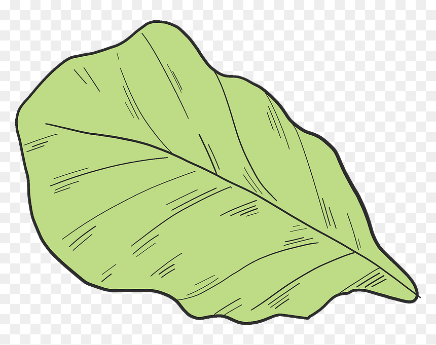 Salad Clipart - Beech, HD Png Download - salad clipart png