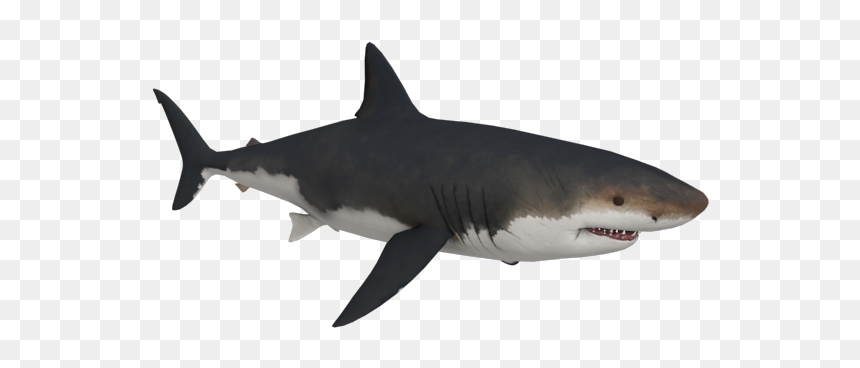 Tiger Shark Great White Shark Megalodon - Great White Transparent Shark, HD Png Download - megalodon png
