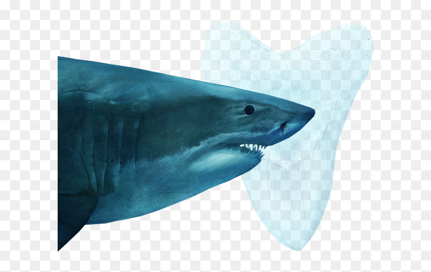 Megalodon National Geographic, HD Png Download - megalodon png