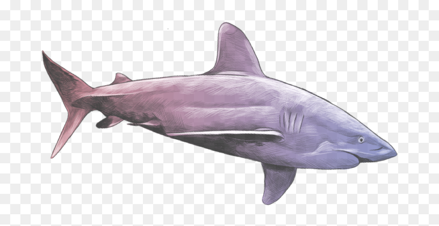 Cretoxyrhina, HD Png Download - megalodon png