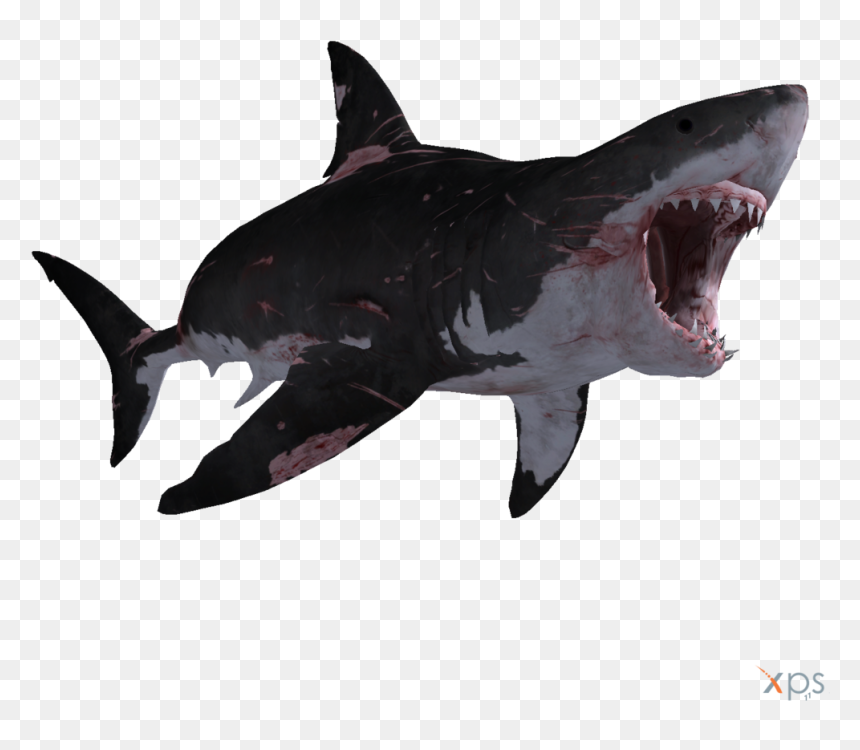 Wide / Pix - Transparent Great White Shark, HD Png Download - megalodon png