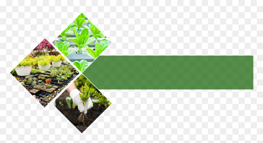 Garden There"s A Fantastic Choice Of Plants In Our - Nursery Garden Png, Transparent Png - garden plants png