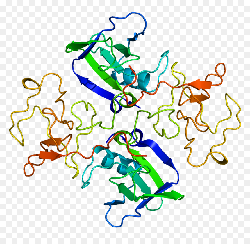 Protein Hgf Pdb 1bht - Hepatocyte Growth Factor Structure, HD Png Download - rainbow star png