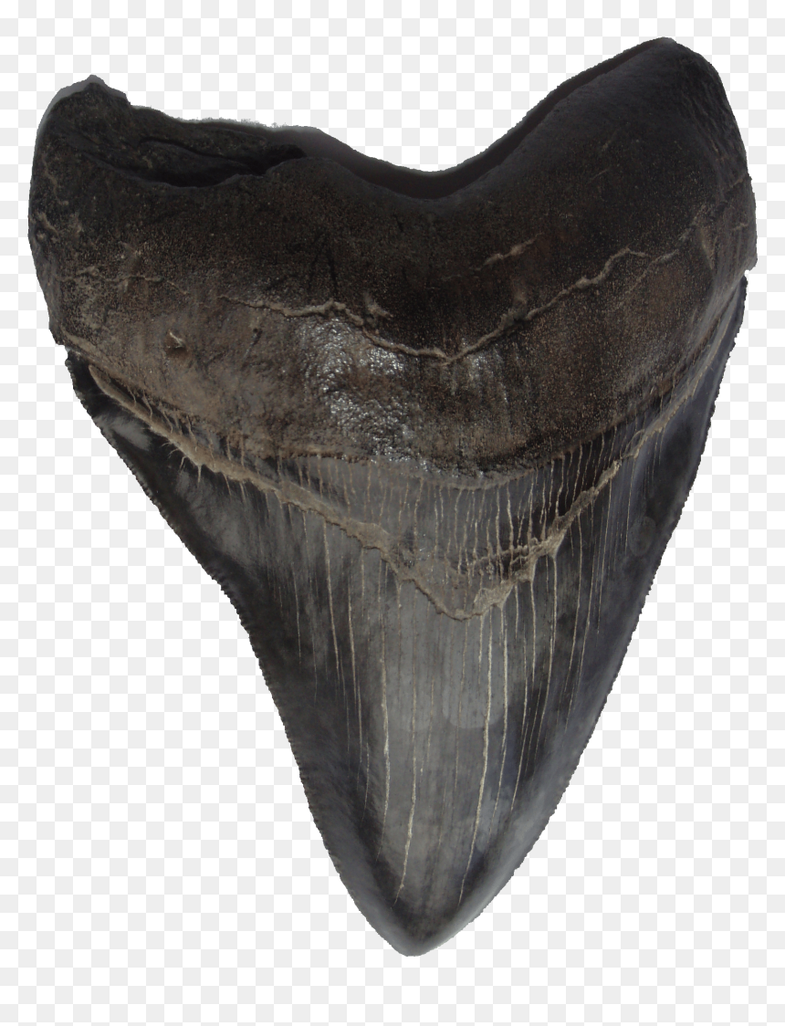 Megalodon Teeth, HD Png Download - megalodon png