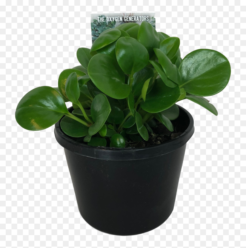 Peperomia, HD Png Download - garden plants png