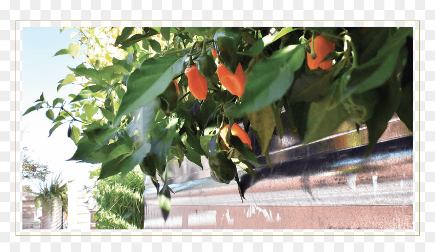 Terrain Seattle Flora Plants Garden 06 - Peanut Butter Fruit, HD Png Download - garden plants png