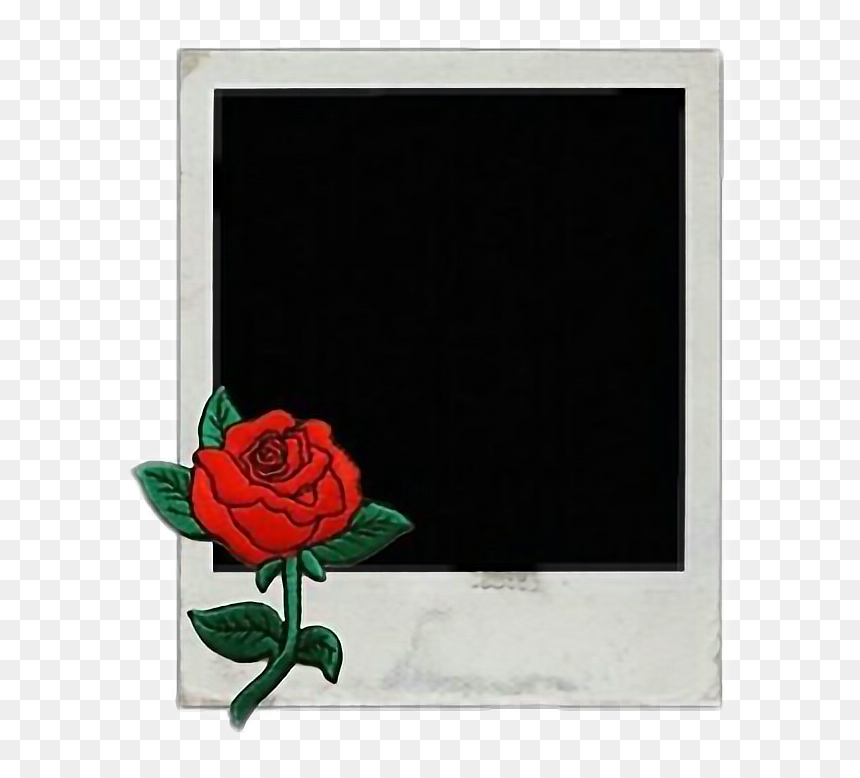 #picture #tumblr #summer #flowers #polaroid #wattpad - Garden Roses, HD Png Download - summer png tumblr