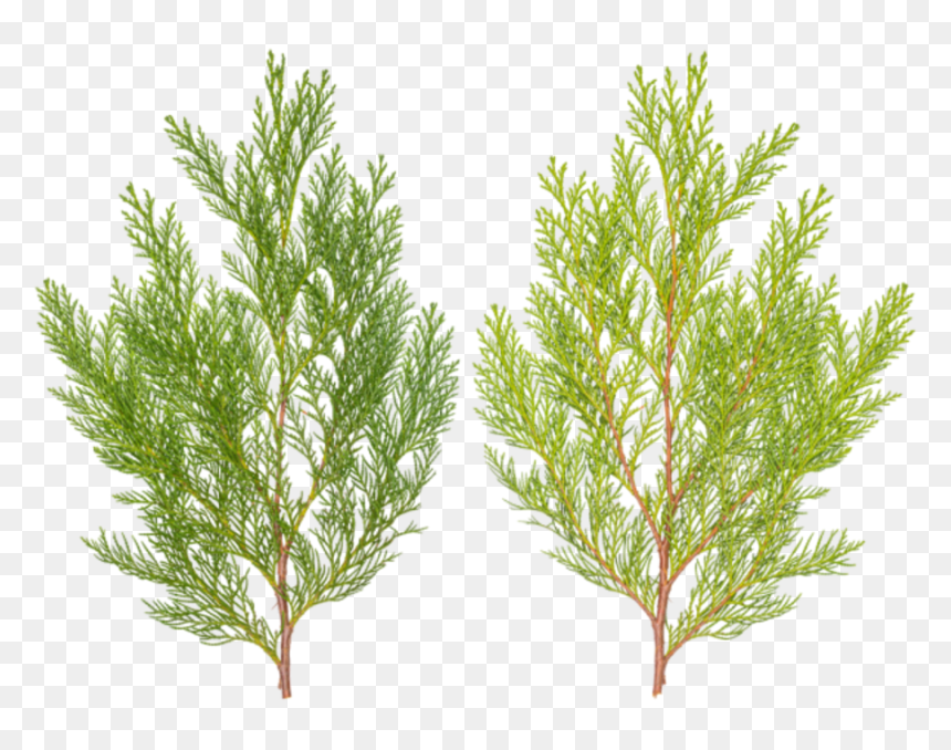 Pond Pine, HD Png Download - pine needles png