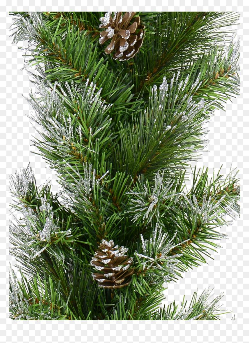 Shortstraw Pine, HD Png Download - pine needles png
