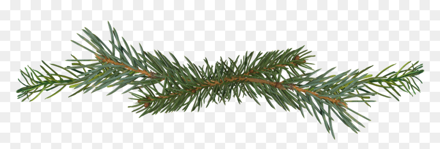 Pine Tree Png Branch, Transparent Png - pine needles png