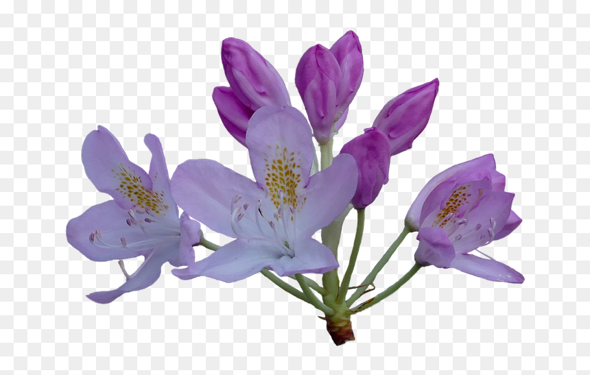 Rododendro Png, Transparent Png - rhododendron png