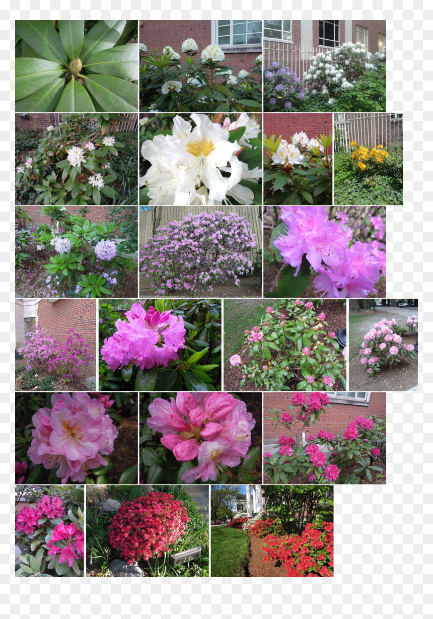 Common Peony, HD Png Download - rhododendron png