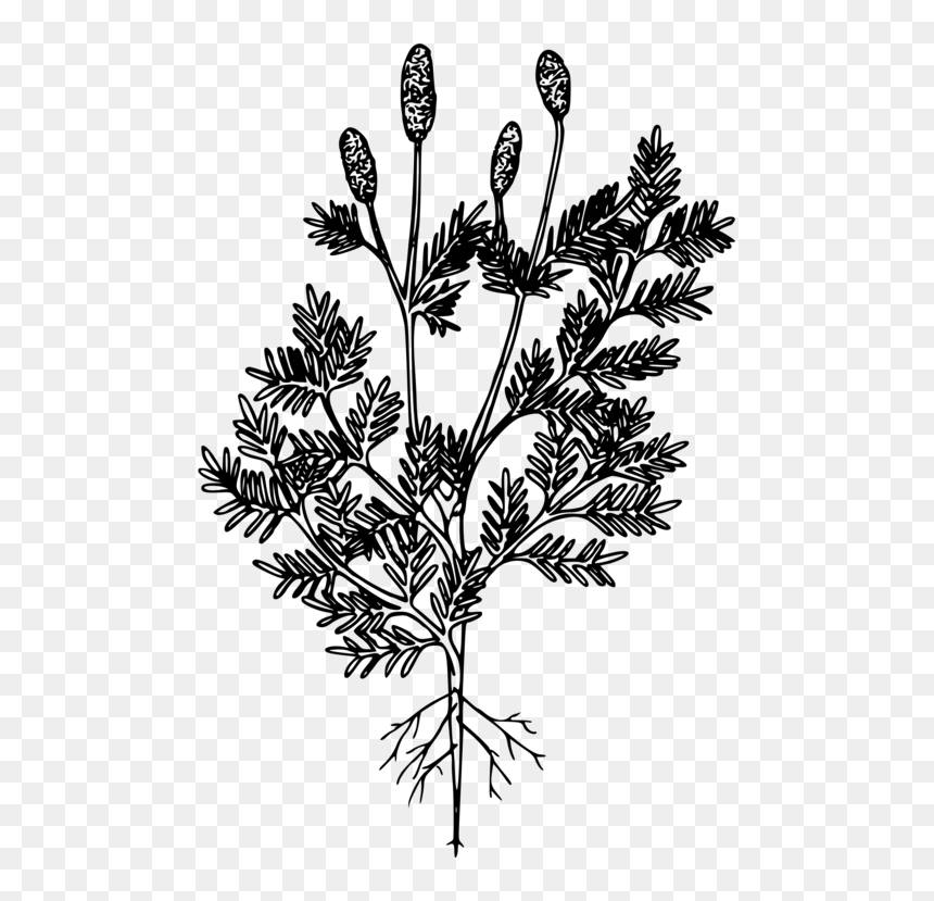 Euryops Pectinatus, HD Png Download - rhododendron png