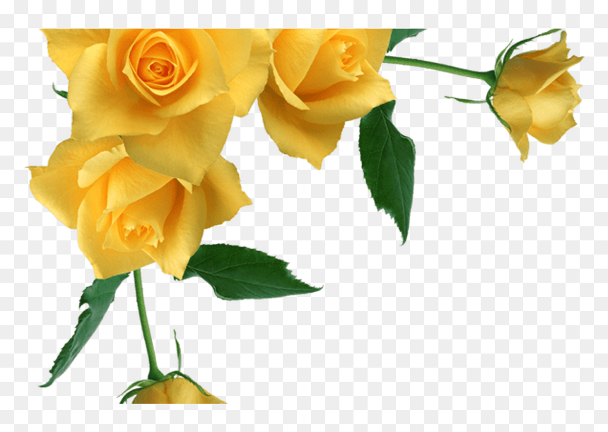 Yellow Roses Transparent Background, HD Png Download - transparent png images roses