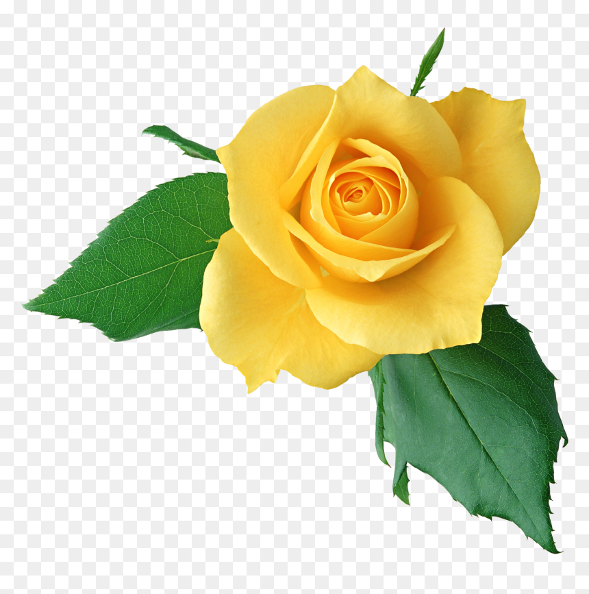Transparent Png Images Roses, Png Download - transparent png images roses