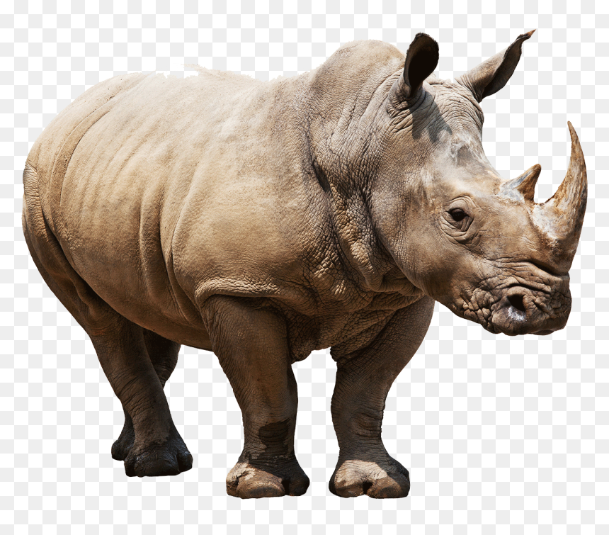 Rhino White Background, HD Png Download - rhinoceros png