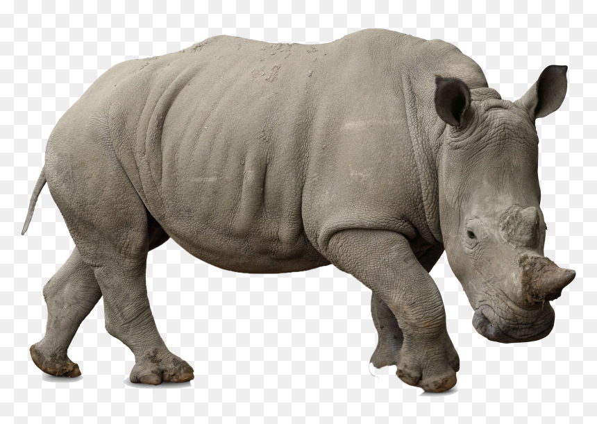Animals On White Background, HD Png Download - rhinoceros png