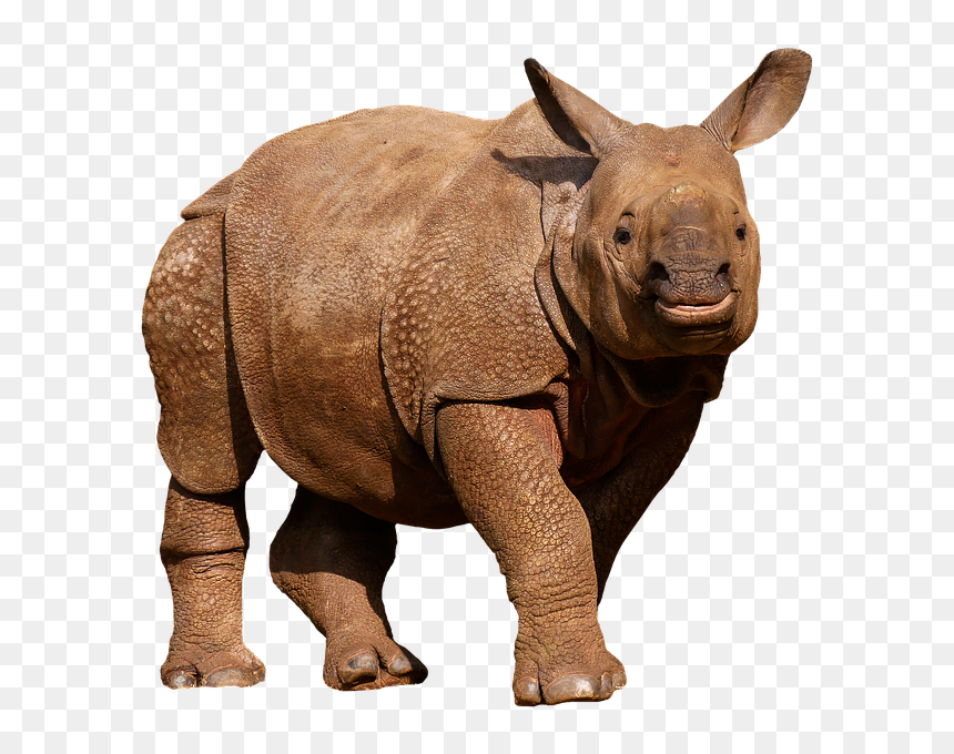 Wild Animals Images Png, Transparent Png - rhinoceros png