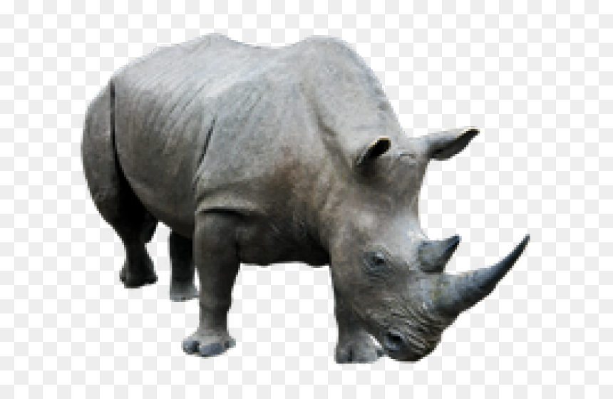 Rhino Png Transparent, Png Download - rhinoceros png